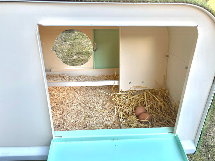 chicken coop and nesting box