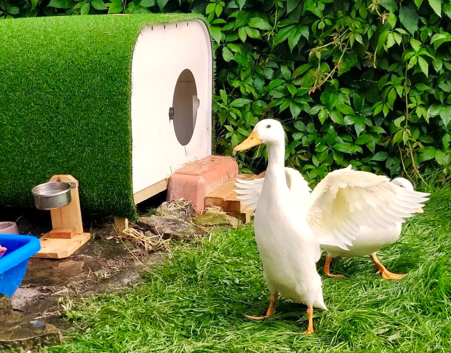 A Guide to Duck Coops: What to Look For and the Benefits of a Plastic Coop