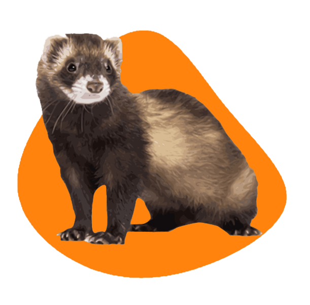 Ferret2