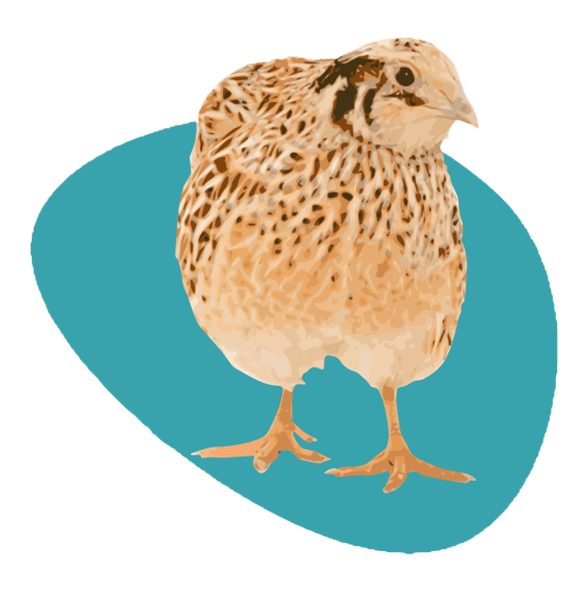 Quail2